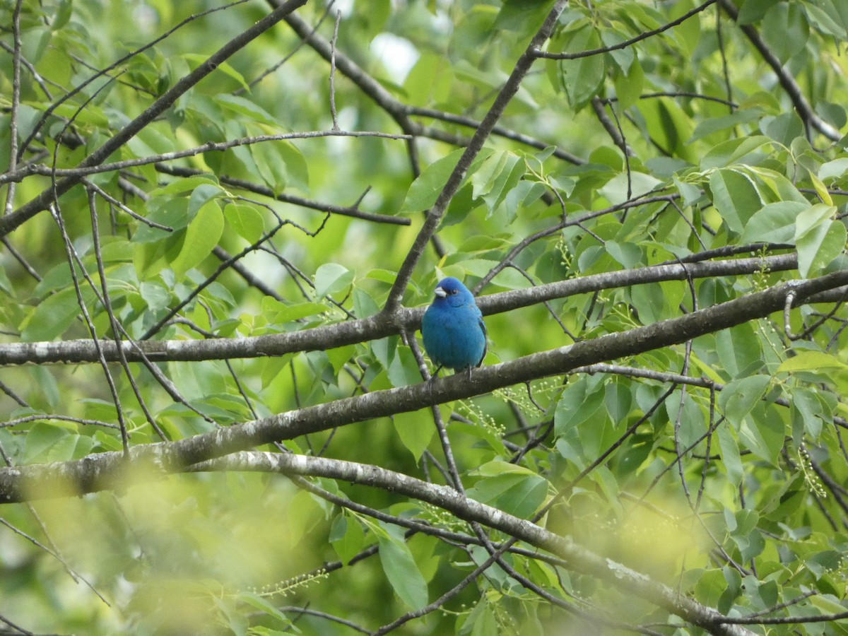 Indigo Bunting - ML445827021