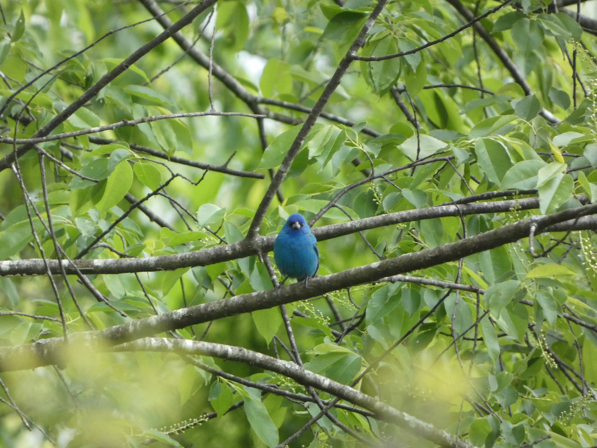 Indigo Bunting - ML445827031