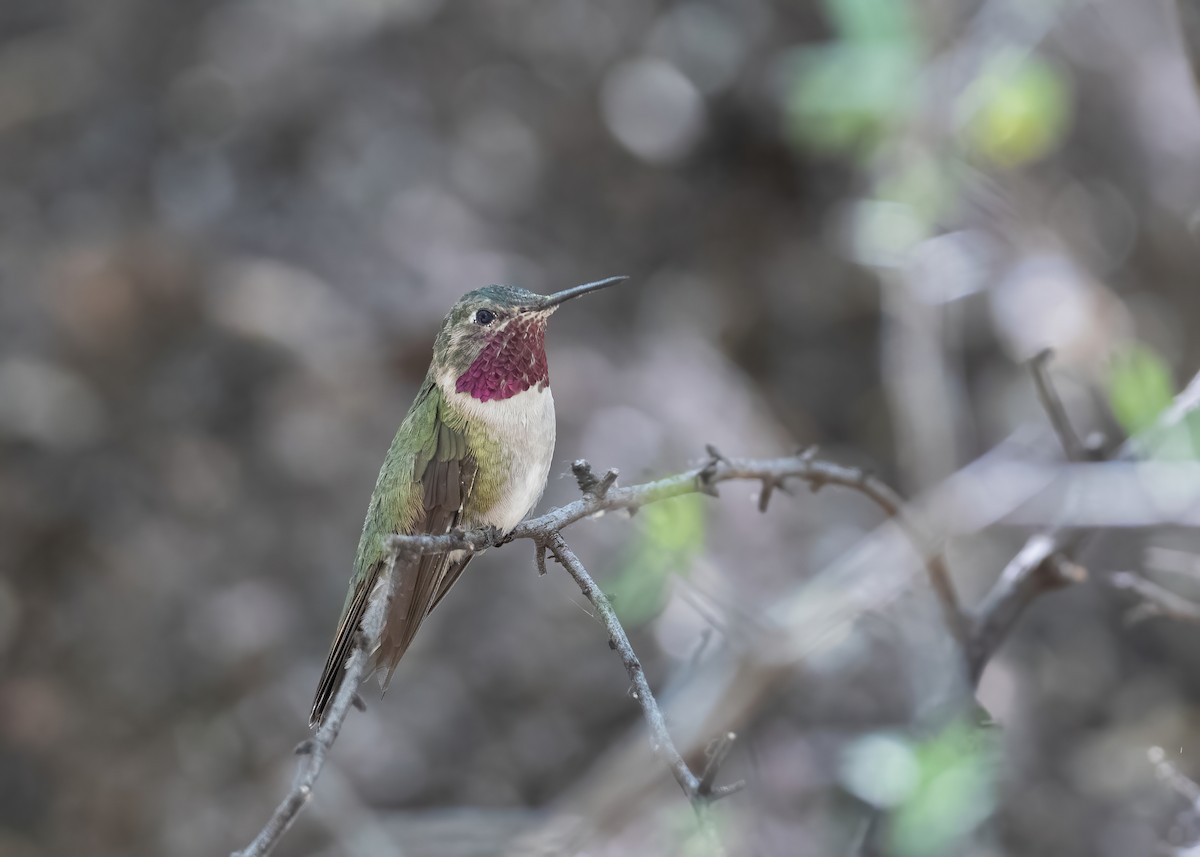 Broad-tailed Hummingbird - ML445828181