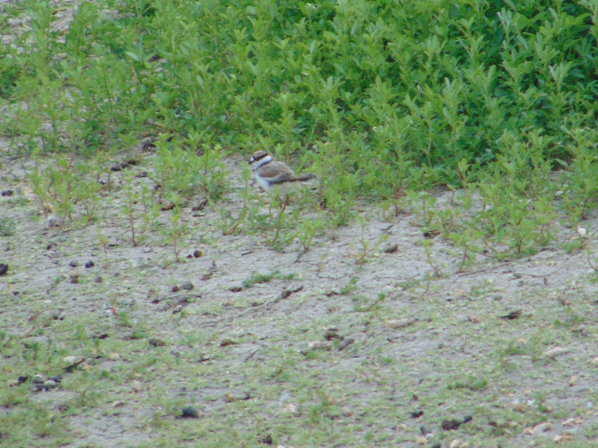 Killdeer - Lu To