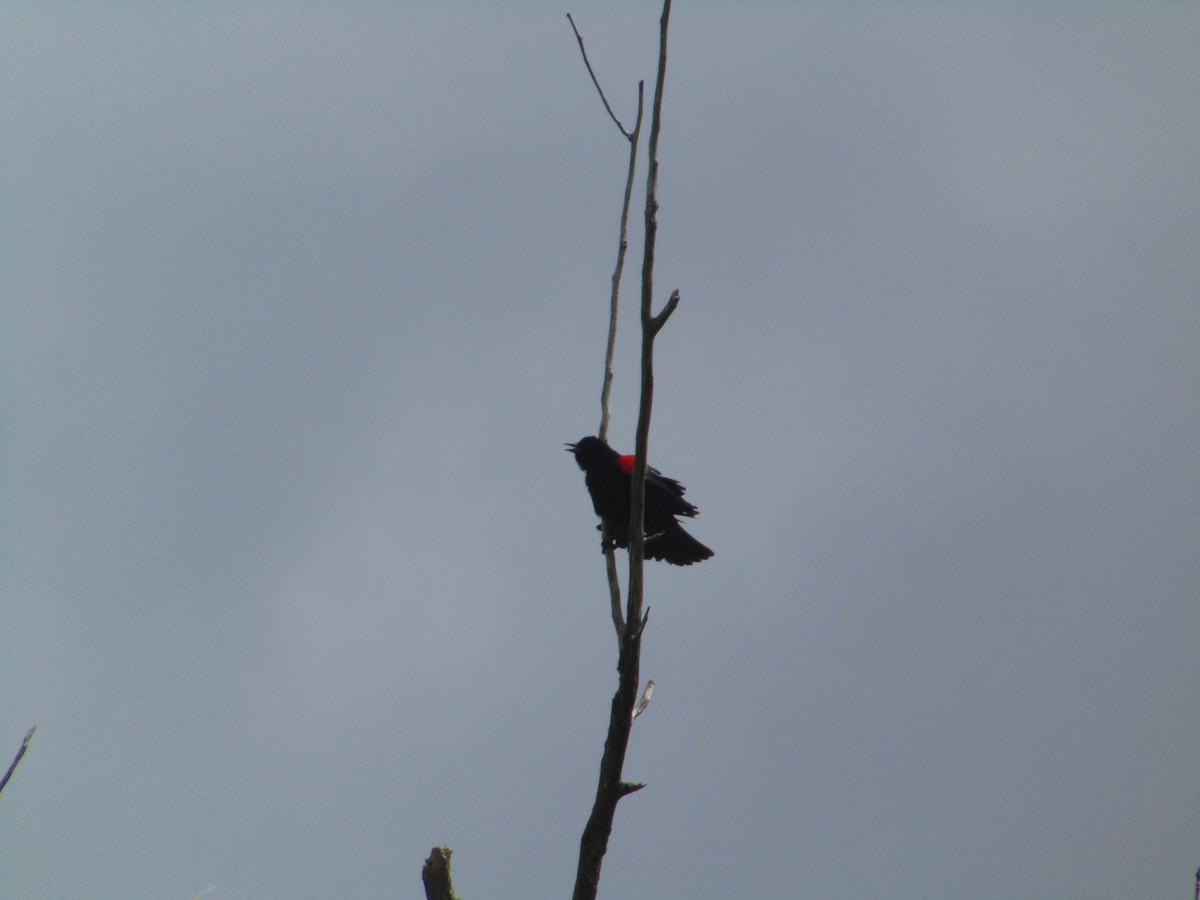 Red-winged Blackbird - Lu To