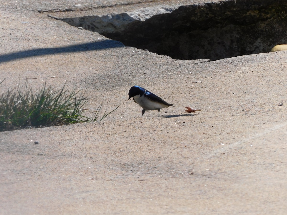 Tree Swallow - ML445829831