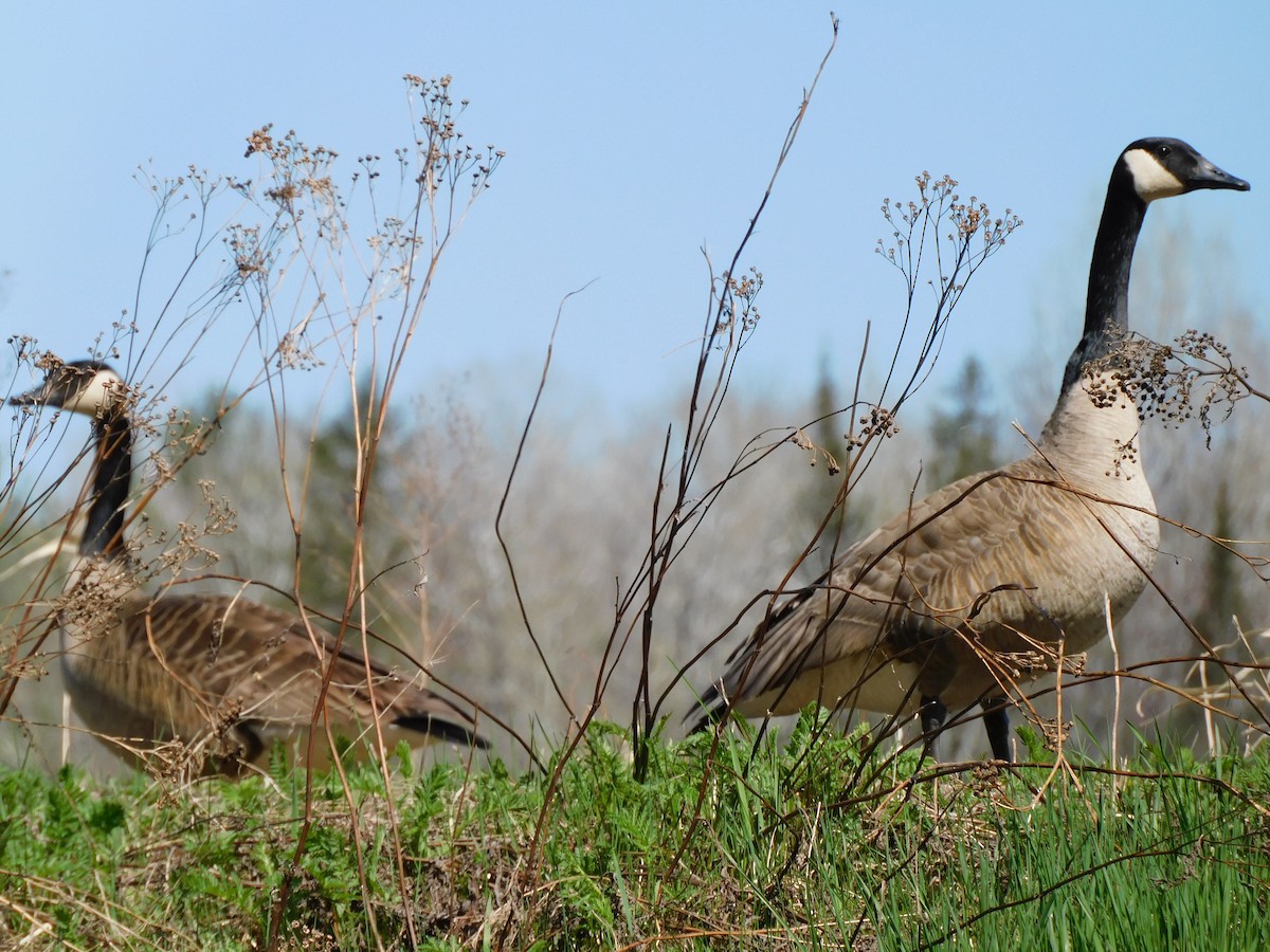 Canada Goose - ML445830101