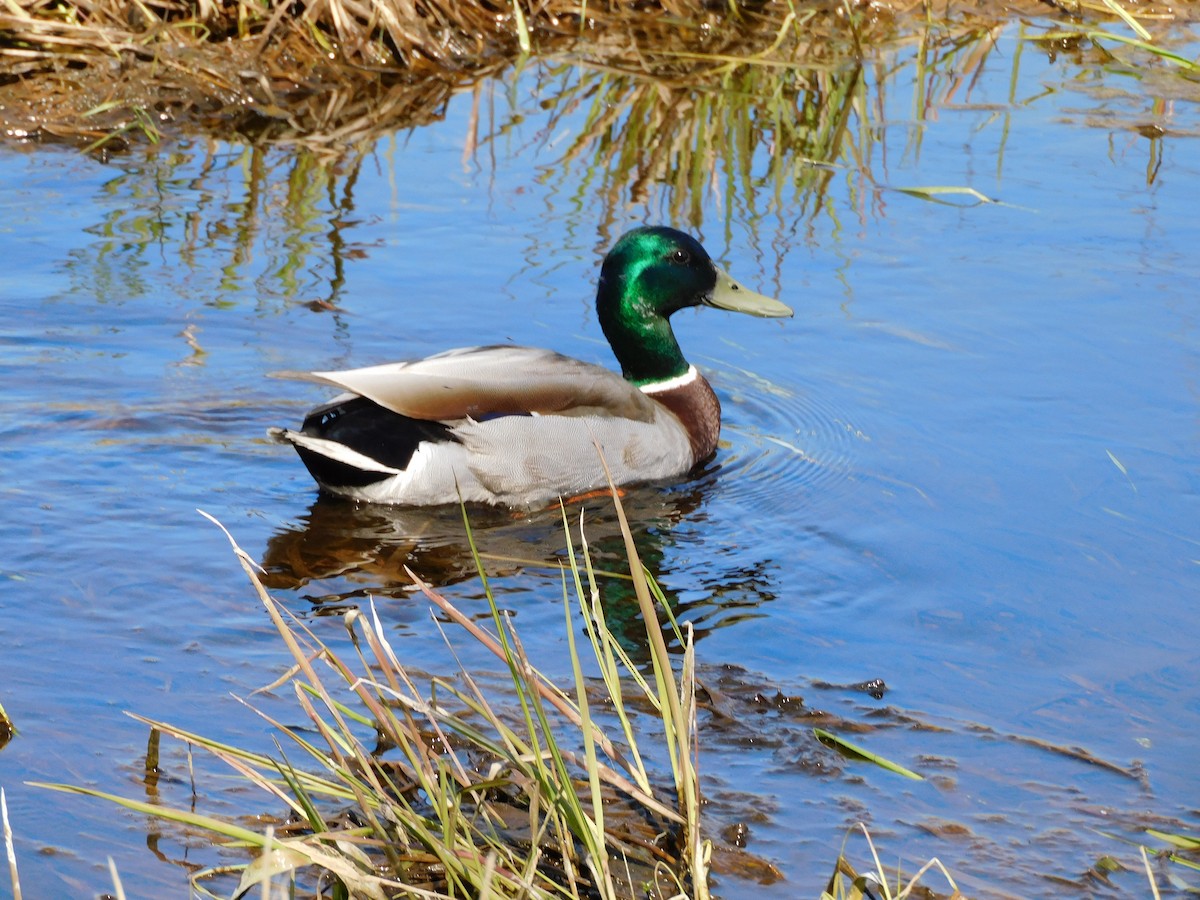 Mallard - ML445830701