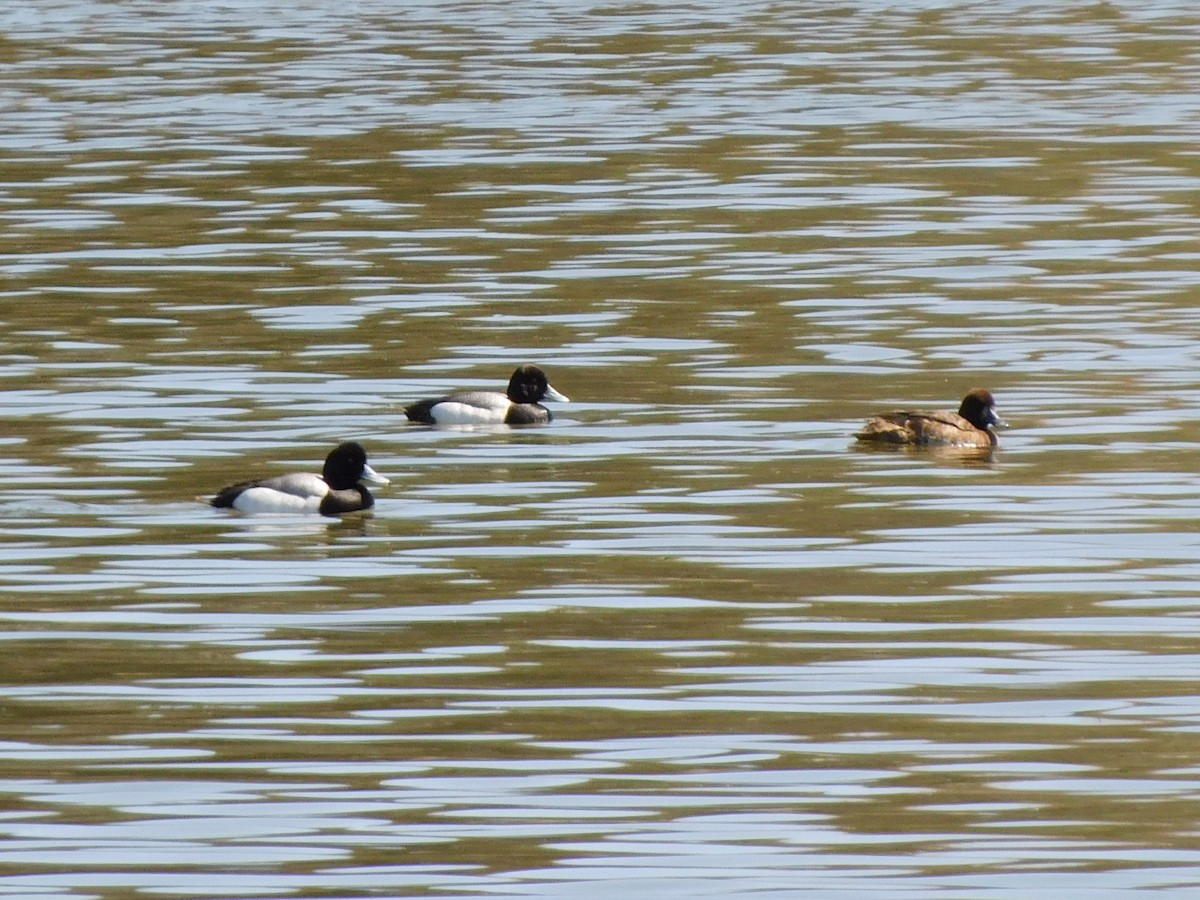 Lesser Scaup - ML445830831