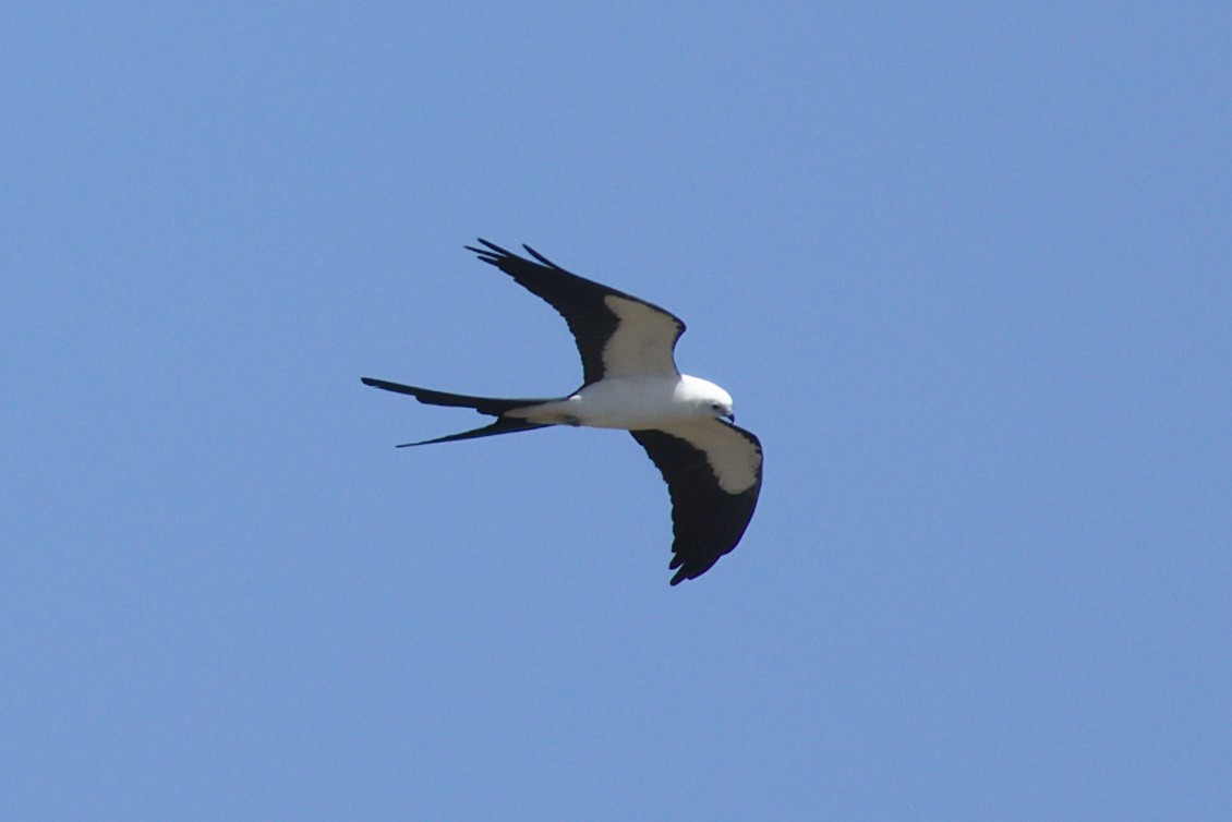 Swallow-tailed Kite - ML445831191