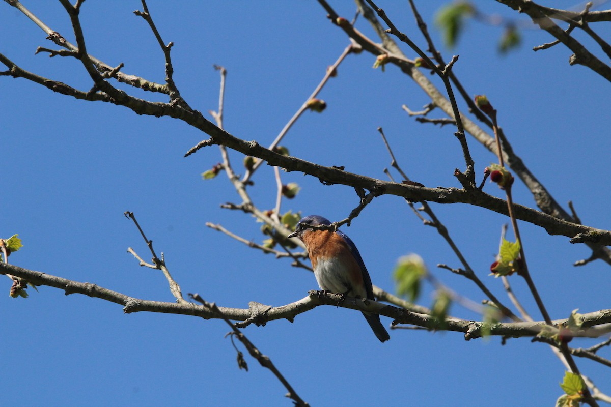 Eastern Bluebird - ML445831691