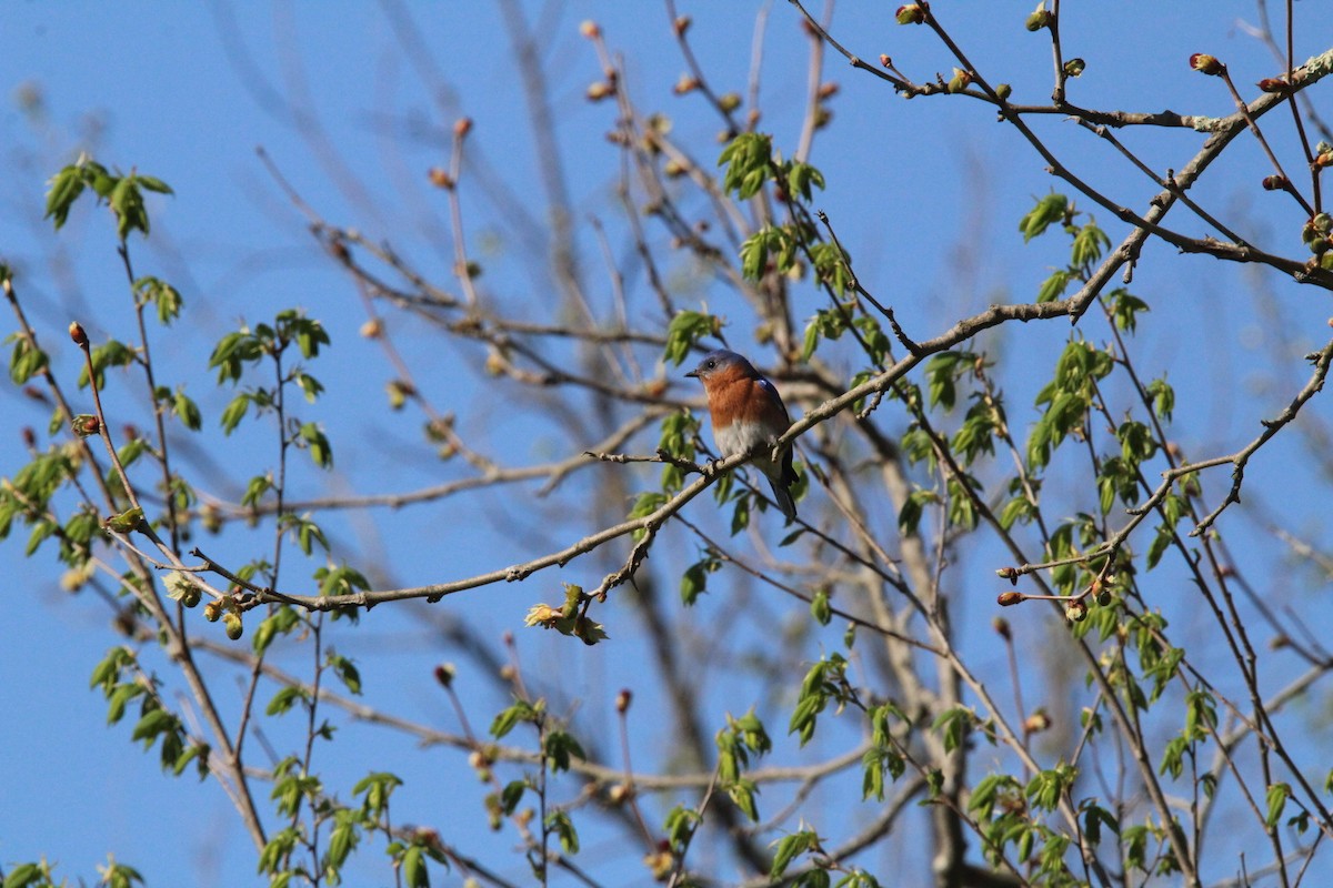 Eastern Bluebird - ML445831721