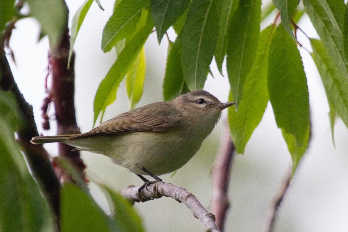 Warbling Vireo (Western) - ML445831991