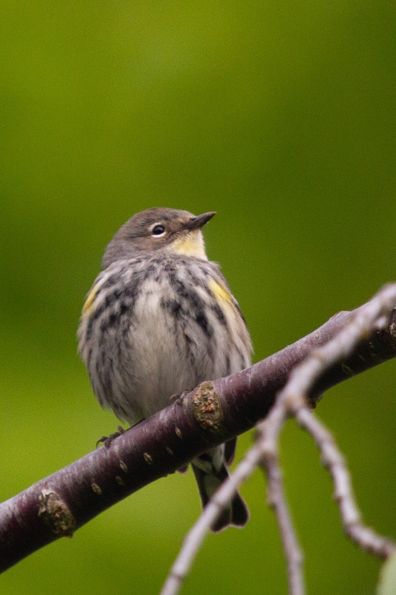 Yellow-rumped Warbler (Audubon's) - ML445832061