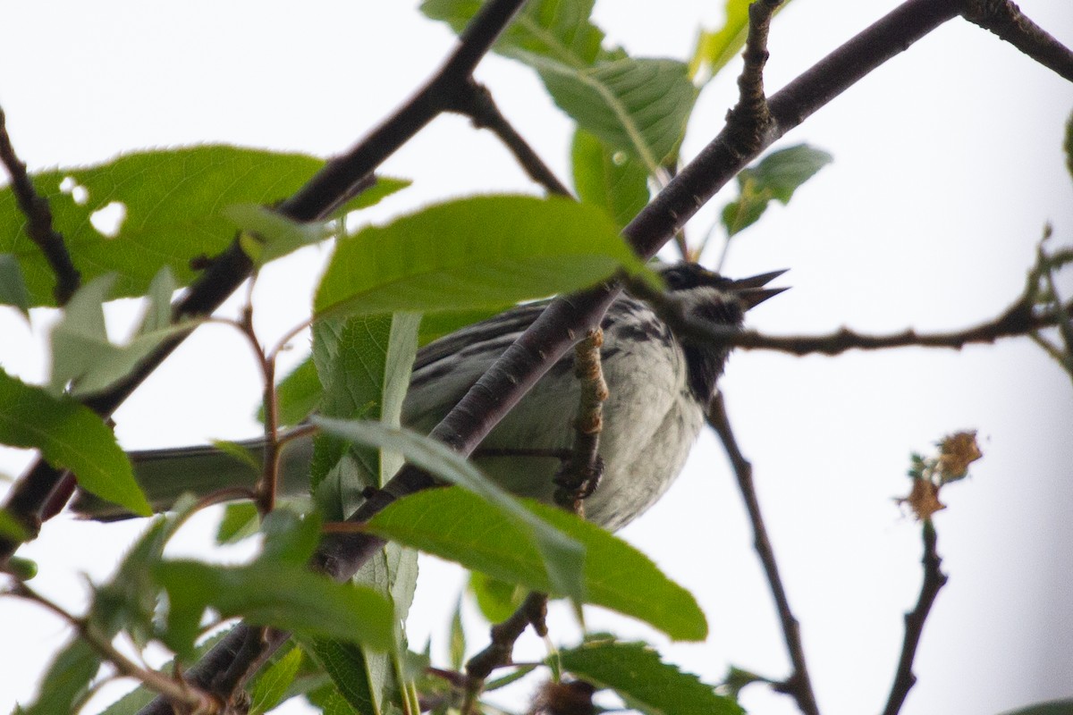 Black-throated Gray Warbler - ML445832101