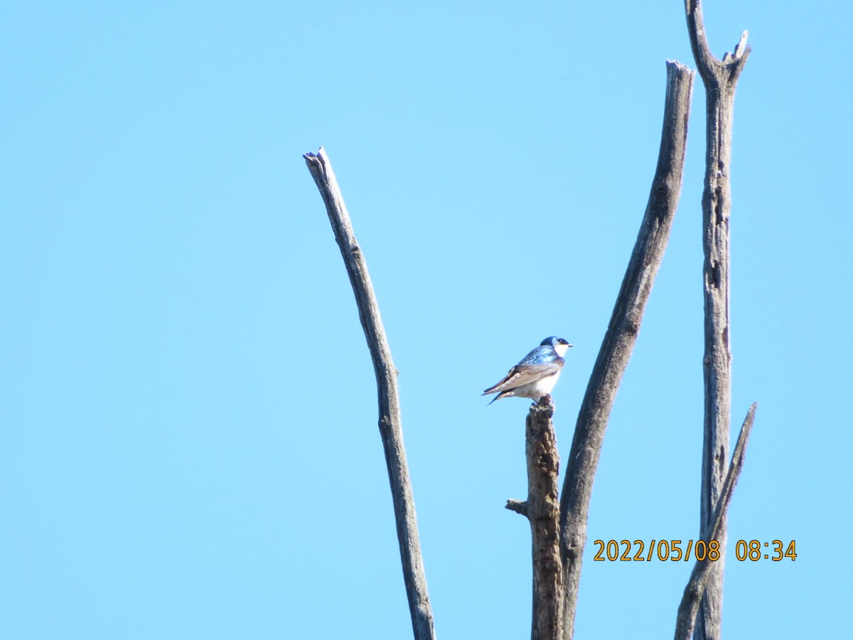 Tree Swallow - ML445832121