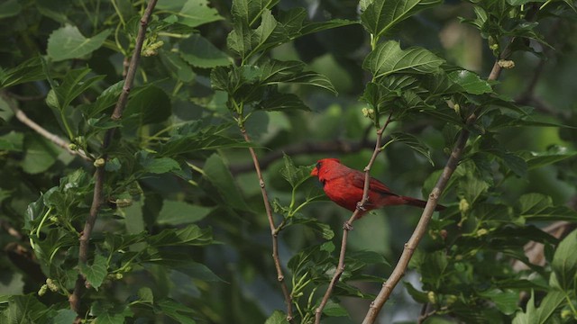 Красный кардинал [группа cardinalis] - ML445833281