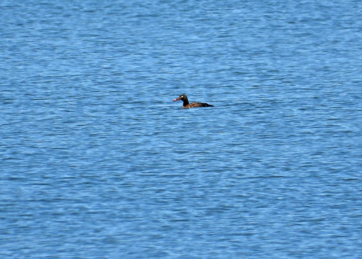 White-winged Scoter - ML445833811