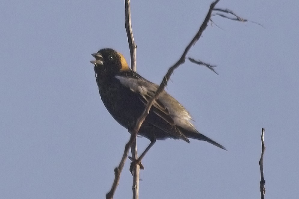 Bobolink - ML445834391