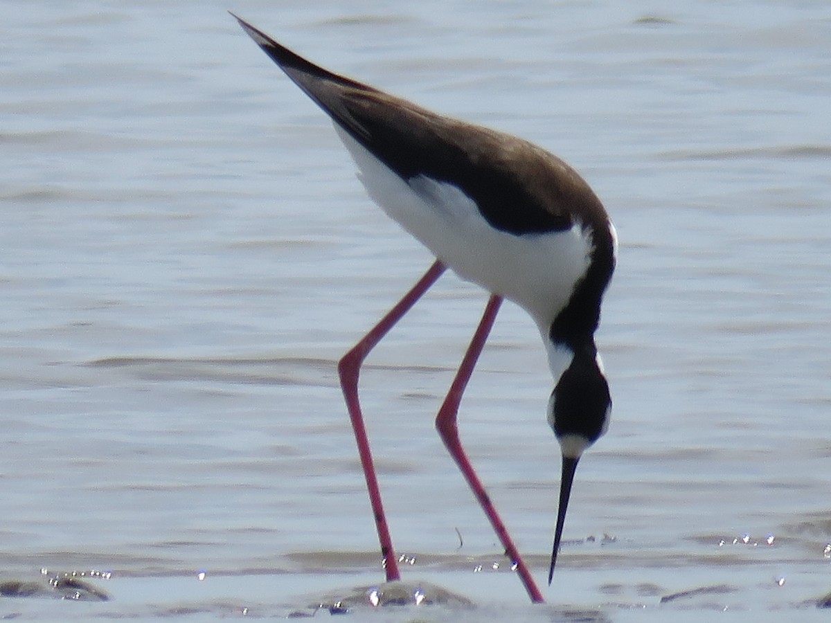 Black-necked Stilt - ML445835711