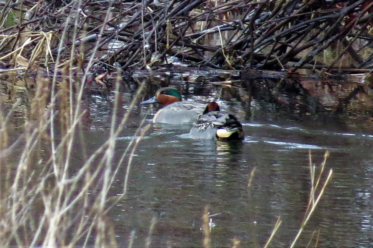 Green-winged Teal (American) - Ken Cox