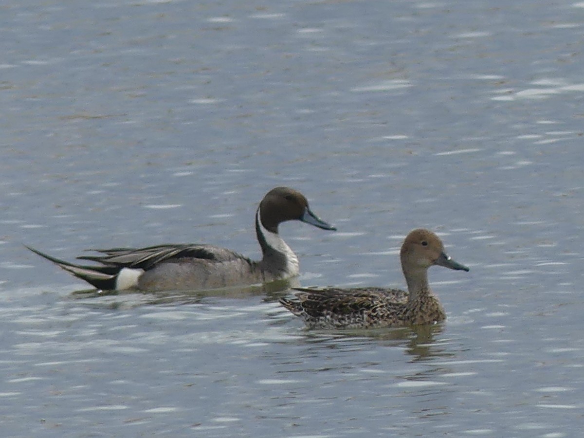 Northern Pintail - Eric Harrold