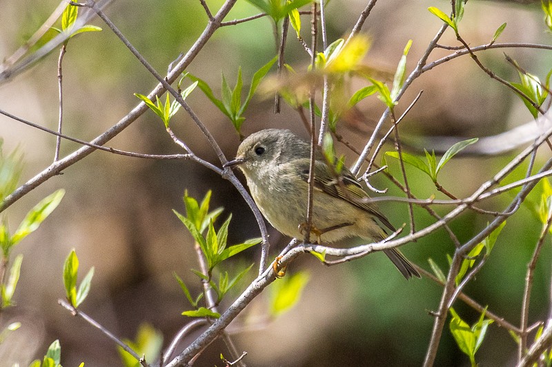 Ruby-crowned Kinglet - Jim Keller