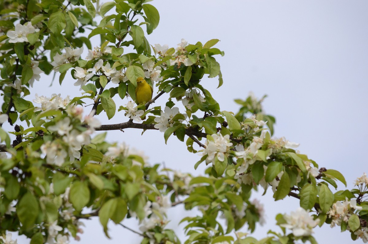 Yellow Warbler - ML445837431