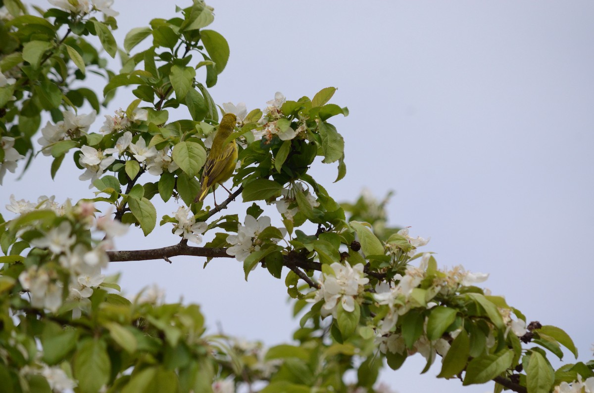 Yellow Warbler - ML445837451