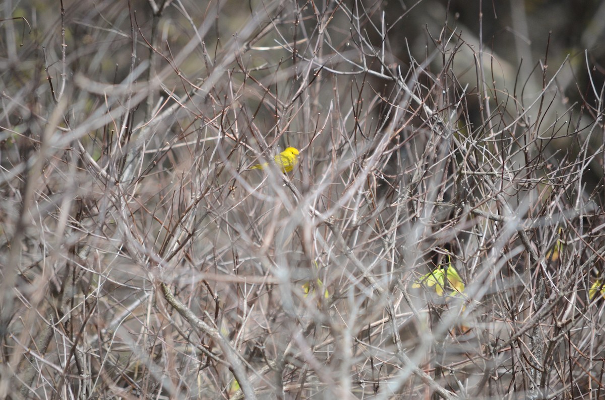 Yellow Warbler - ML445837471