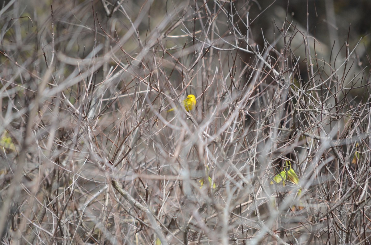 Yellow Warbler - Max Bixby