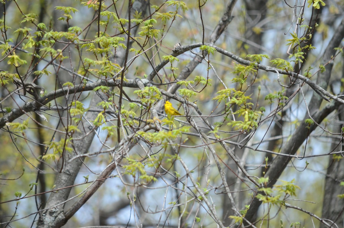 Yellow Warbler - Max Bixby
