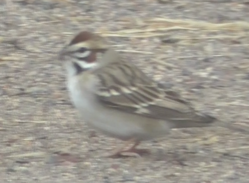 Lark Sparrow - ML445837951