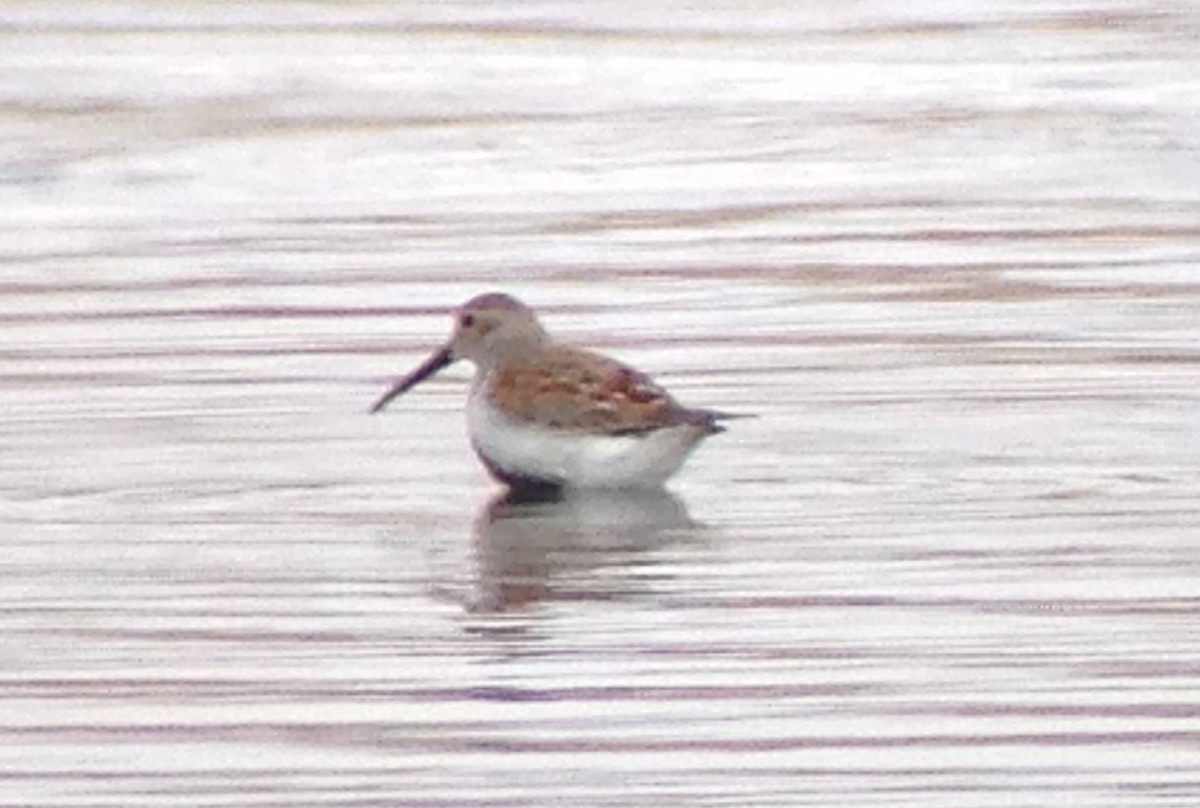 Dunlin - ML445838701