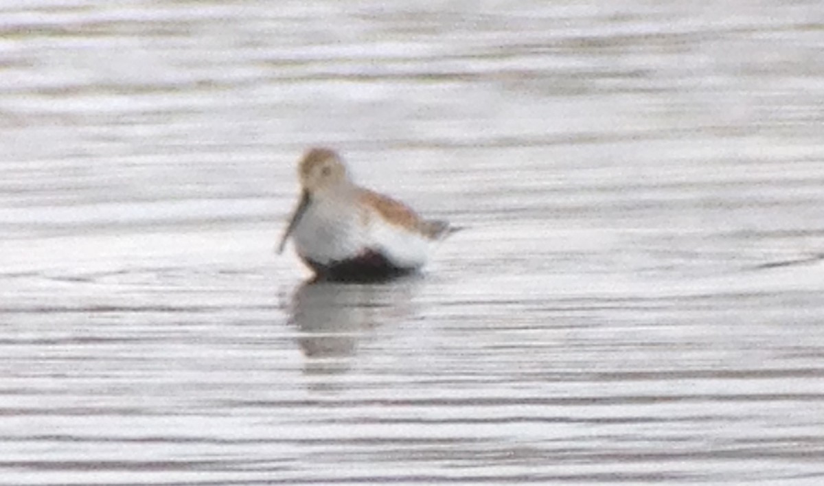 Dunlin - ML445838711