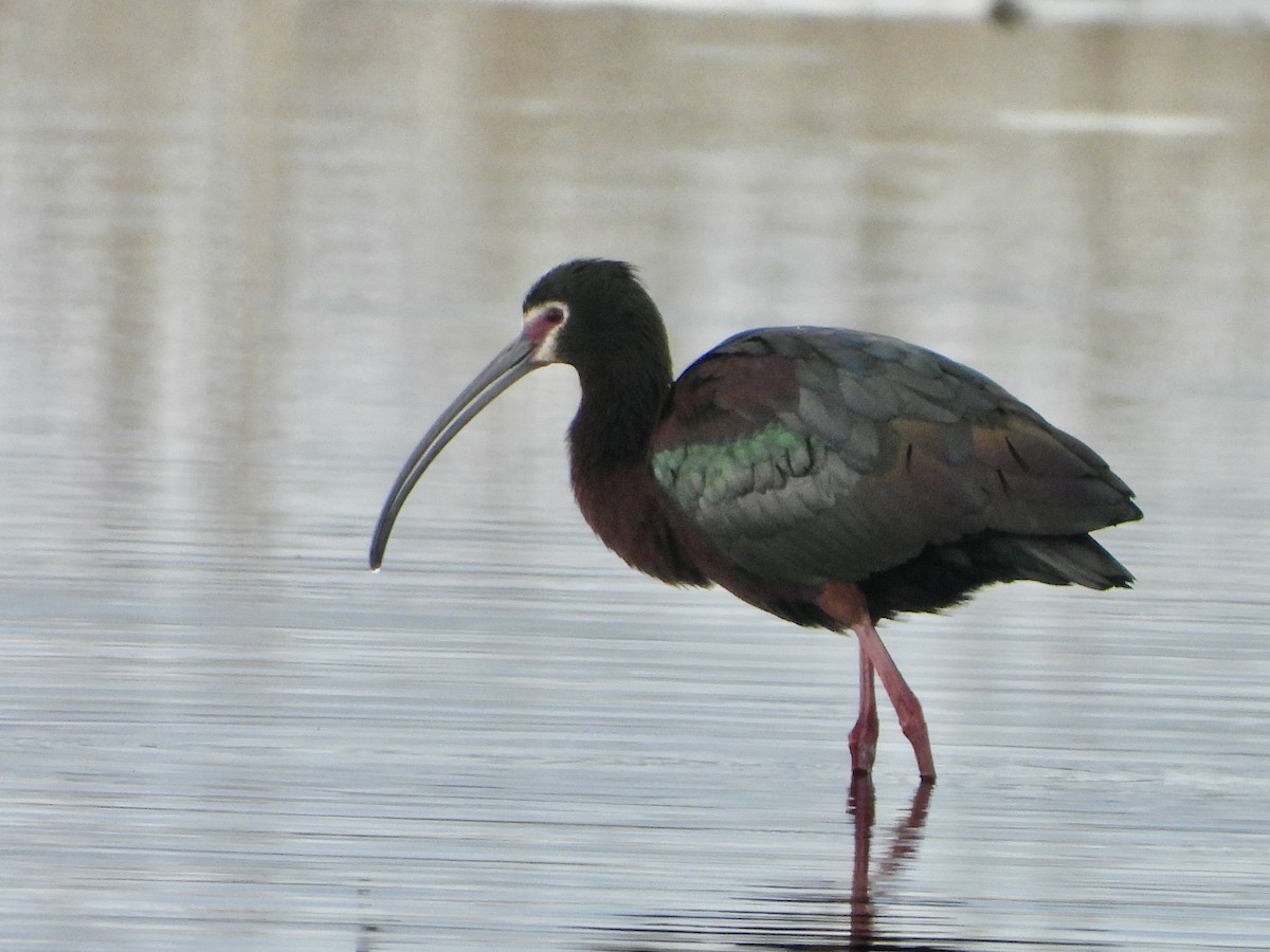 ibis americký - ML445838731