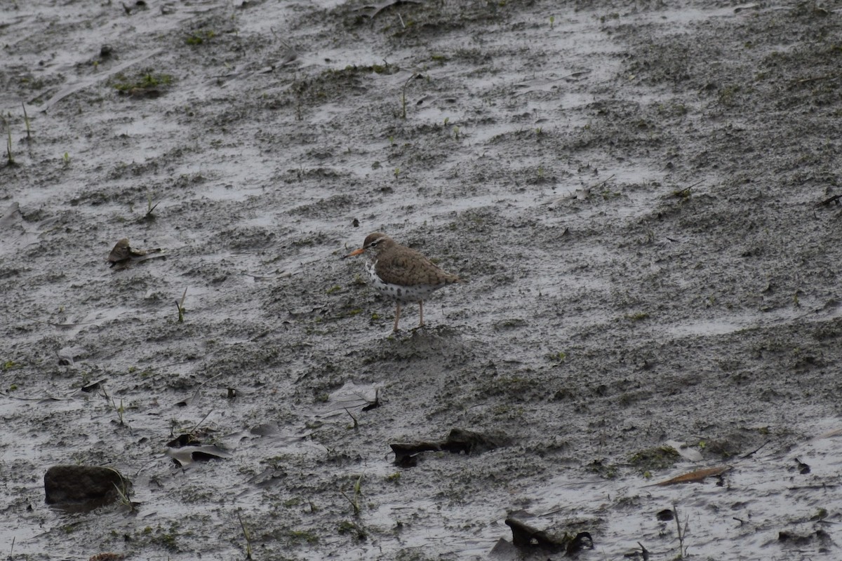 Spotted Sandpiper - ML445839371