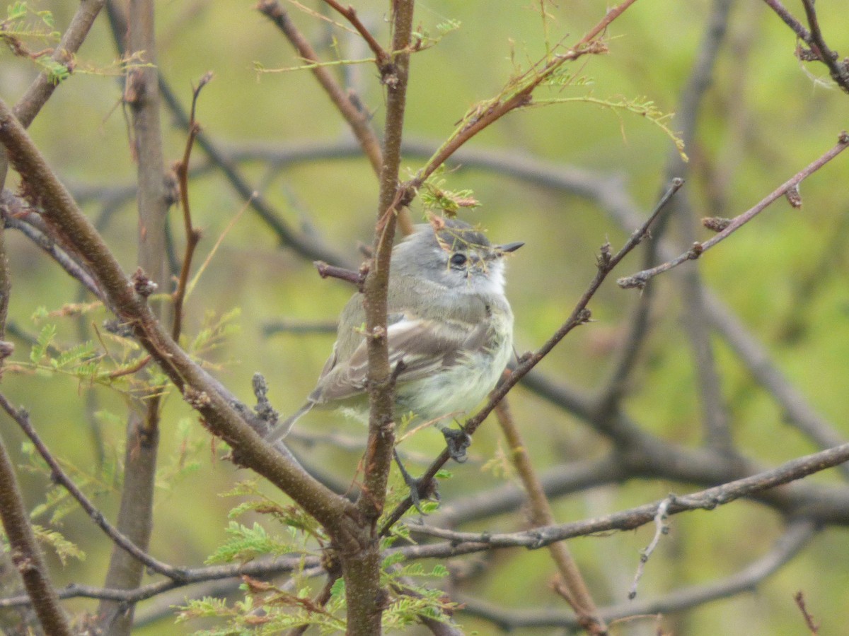 White-crested Tyrannulet (Sulphur-bellied) - Gaspar Borra