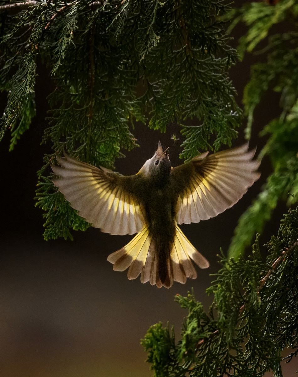 American Redstart - ML445840451