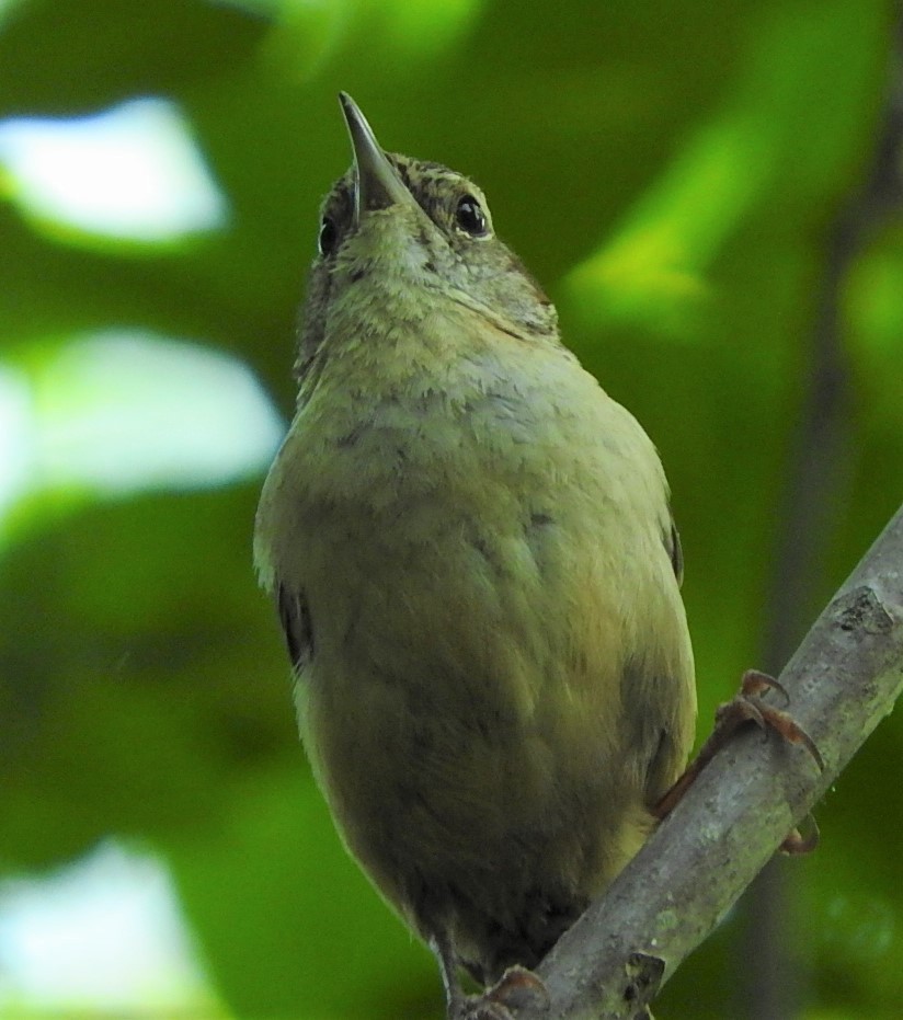 Carolina Wren - ML445841961