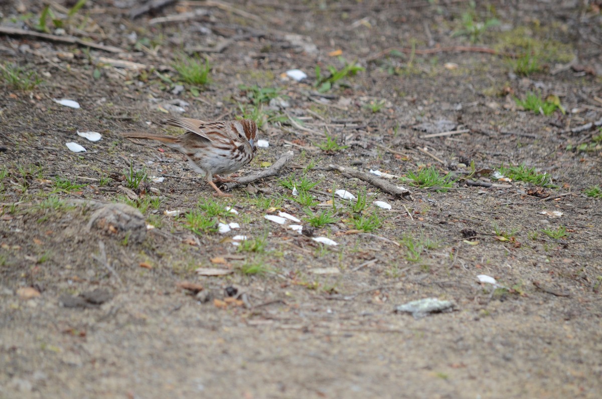 Song Sparrow - Max Bixby