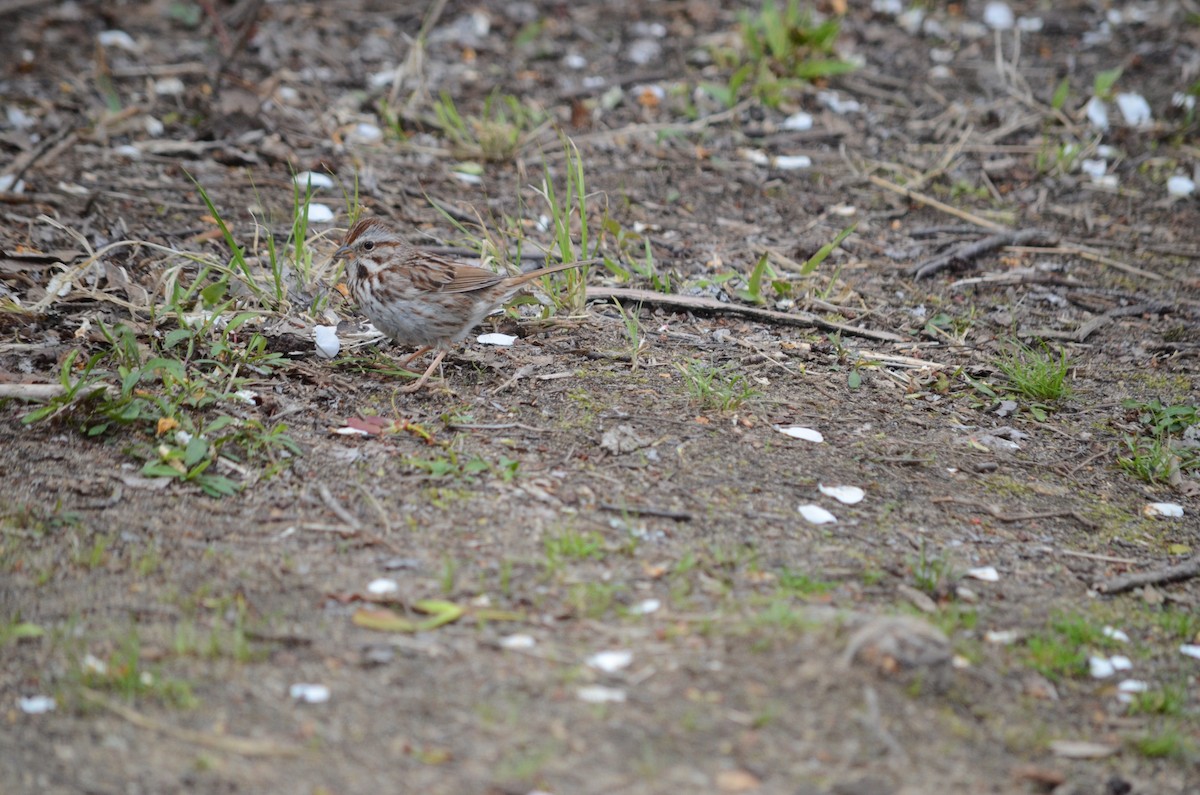 Song Sparrow - ML445842601