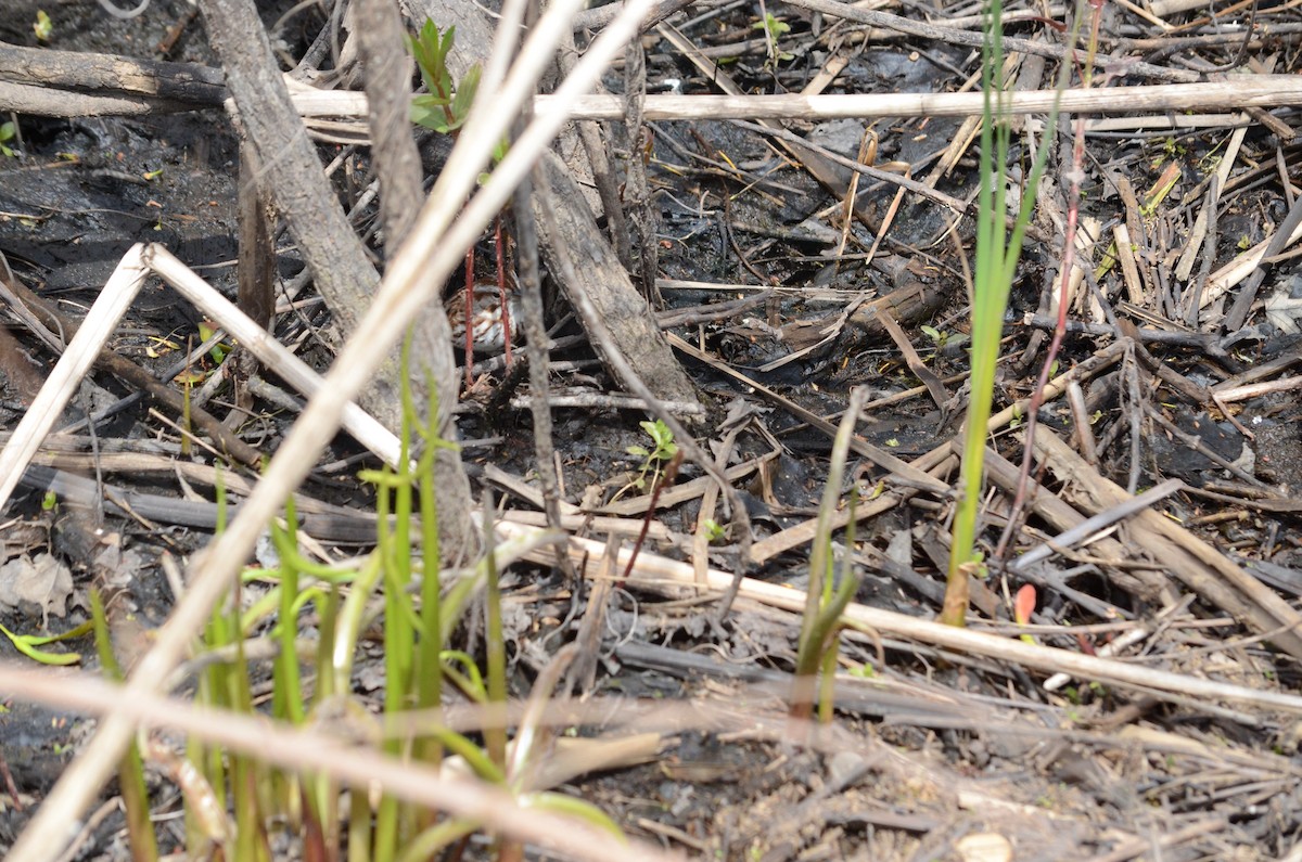 Song Sparrow - ML445842611