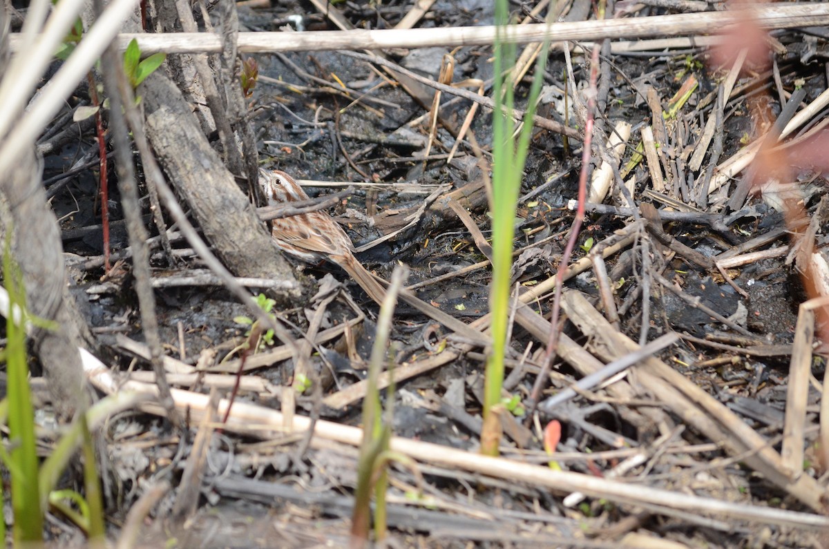 Song Sparrow - ML445842661