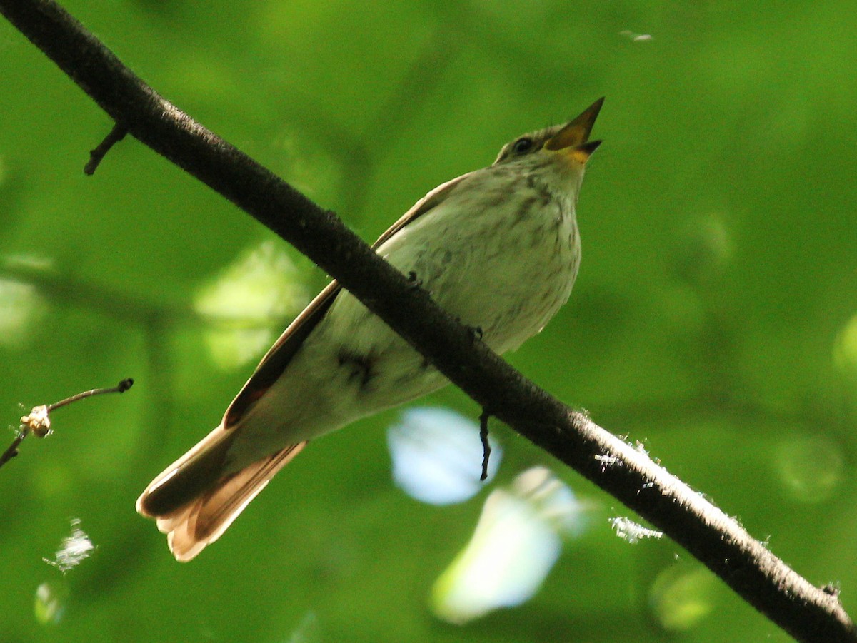 Spotted Flycatcher - ML44584271