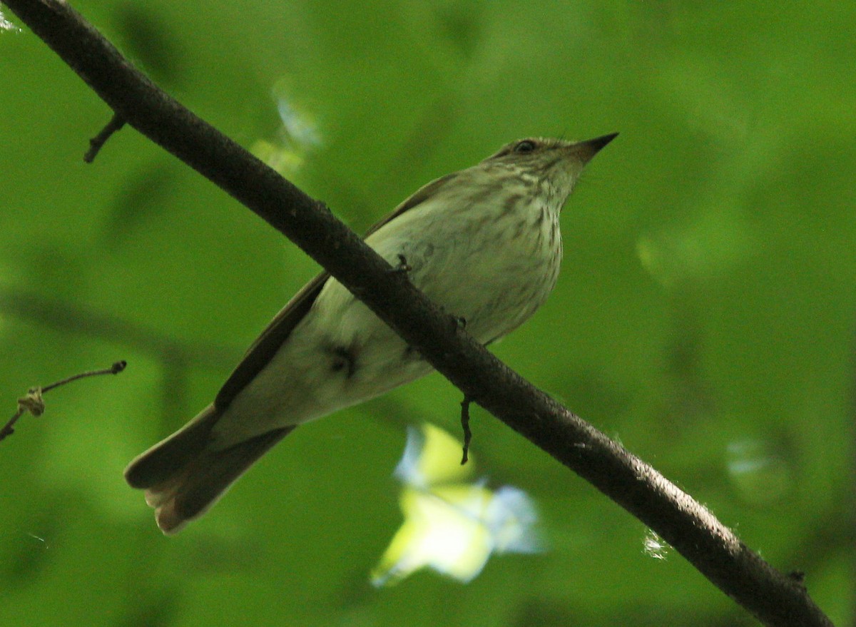 Spotted Flycatcher - ML44584291