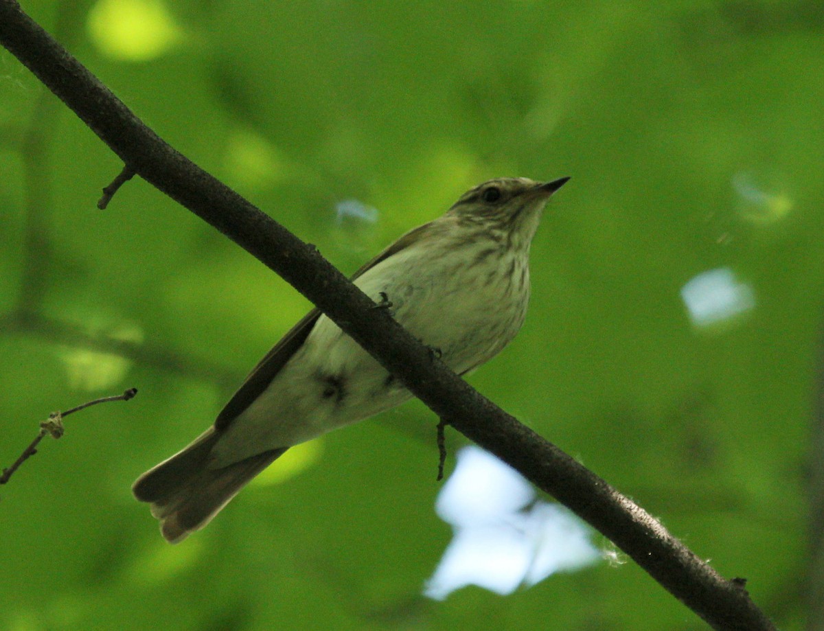 Spotted Flycatcher - ML44584311