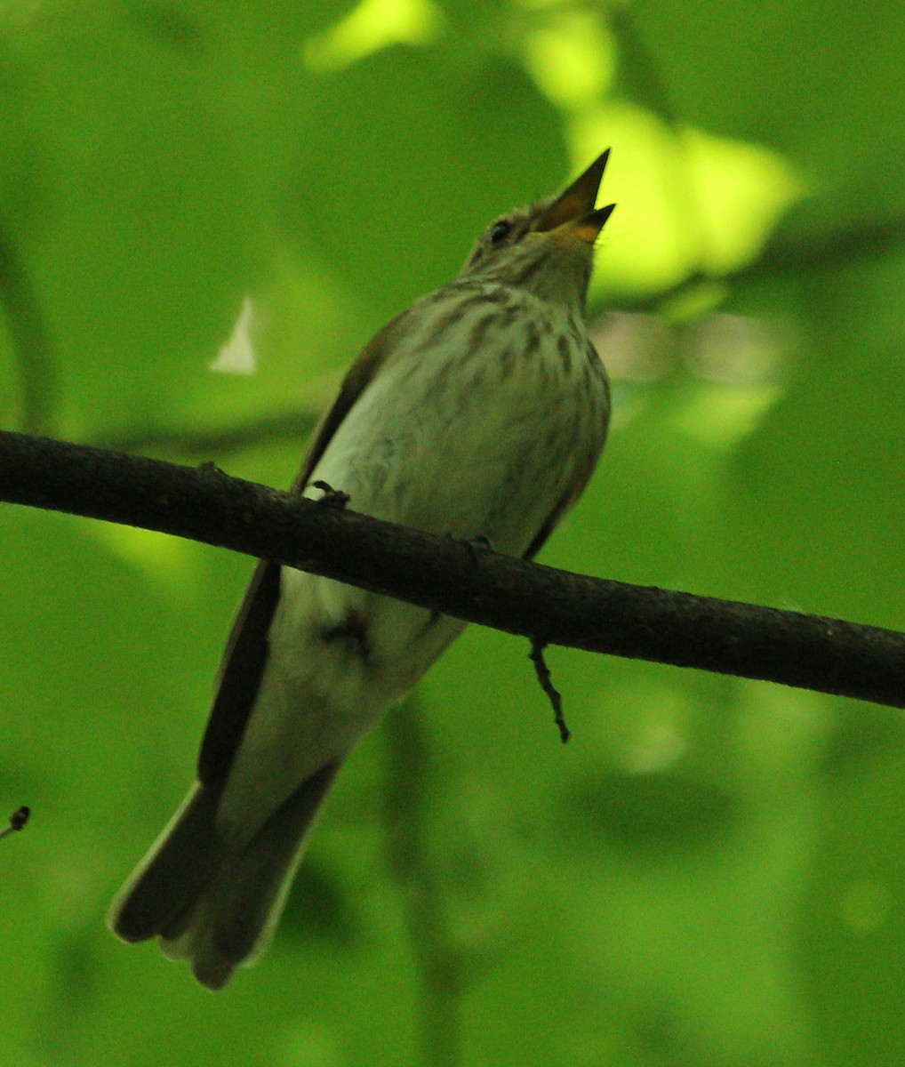 Spotted Flycatcher - ML44584321