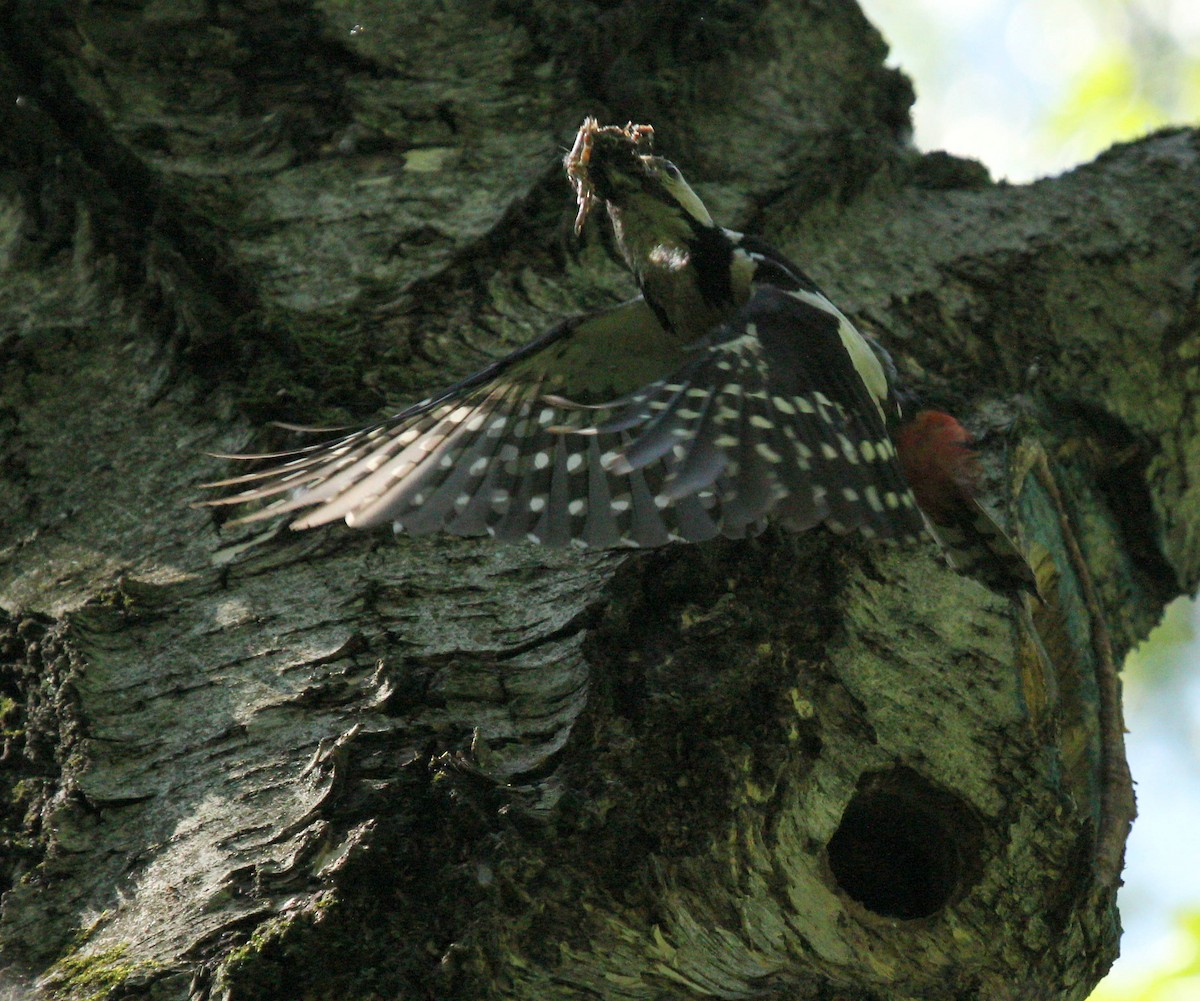 Great Spotted Woodpecker - ML44584331