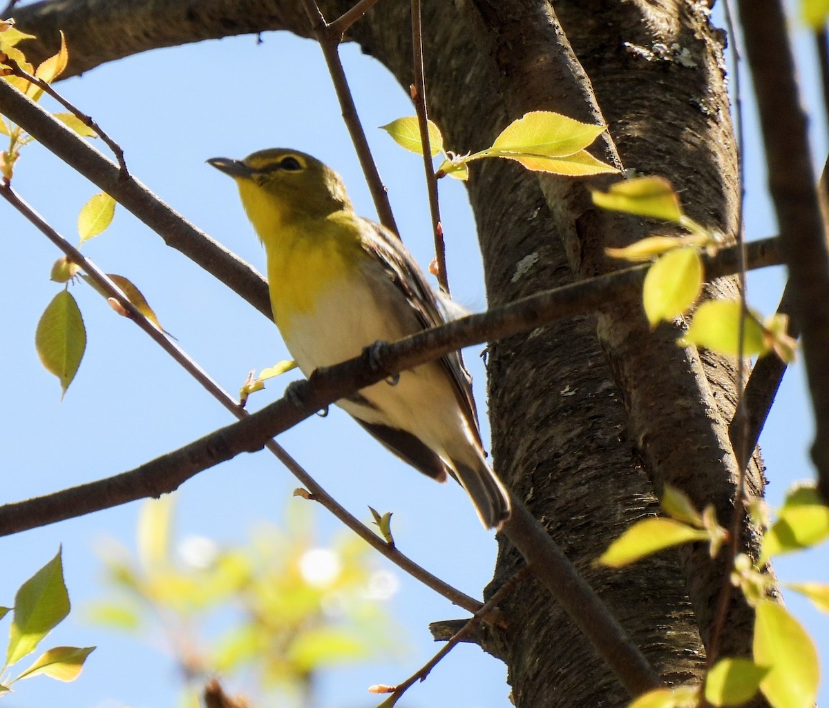 Yellow-throated Vireo - Maggie Griffith