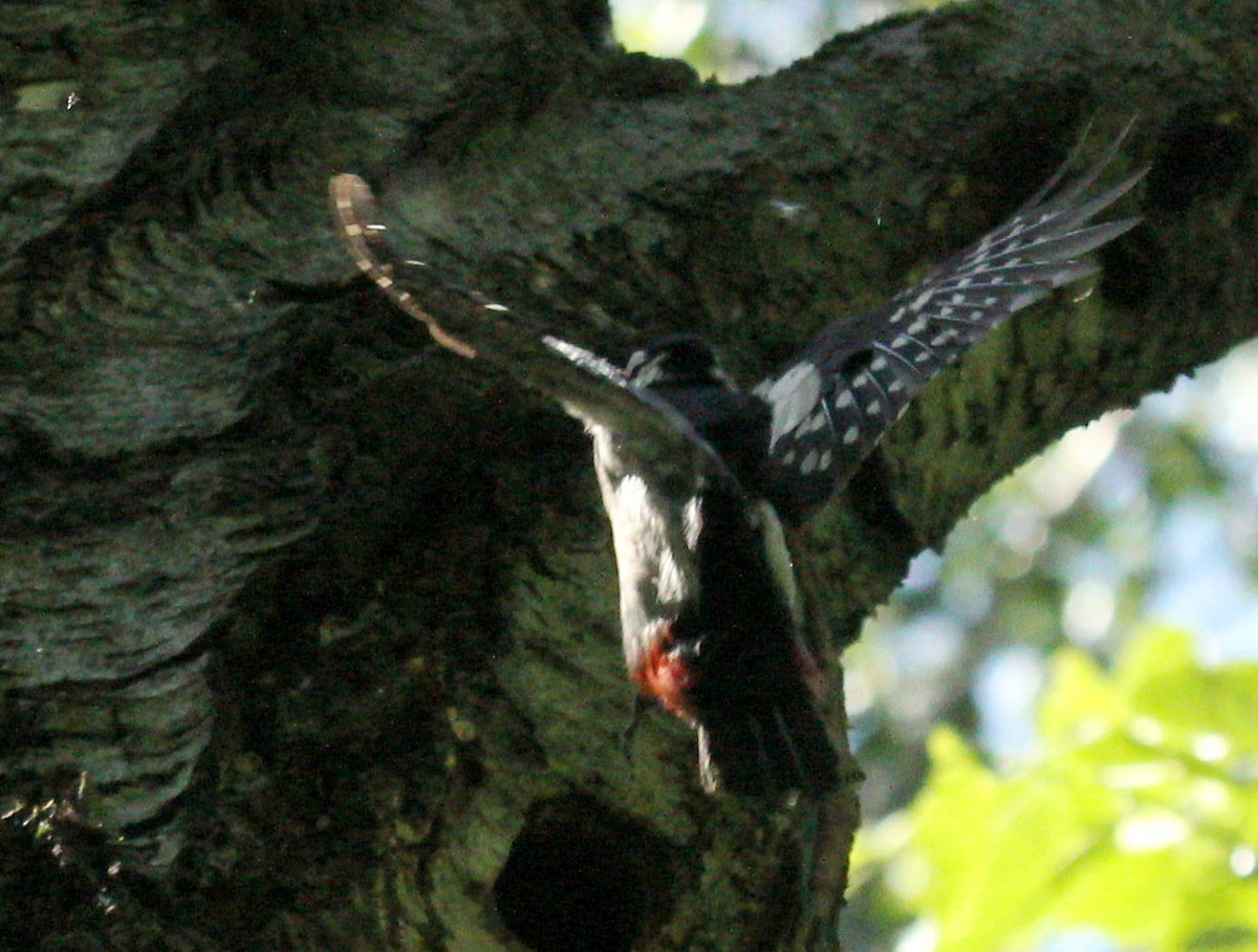Great Spotted Woodpecker - Andrey Vlasenko