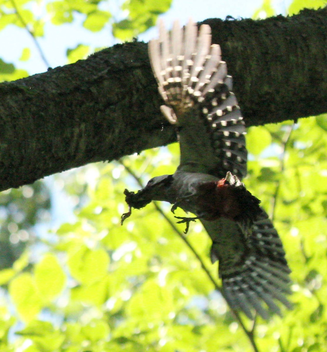 Great Spotted Woodpecker - ML44584351