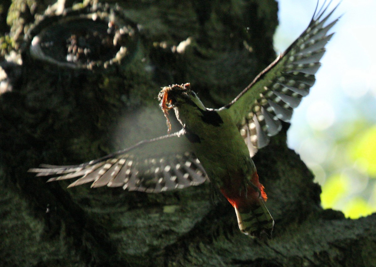 Great Spotted Woodpecker - ML44584361