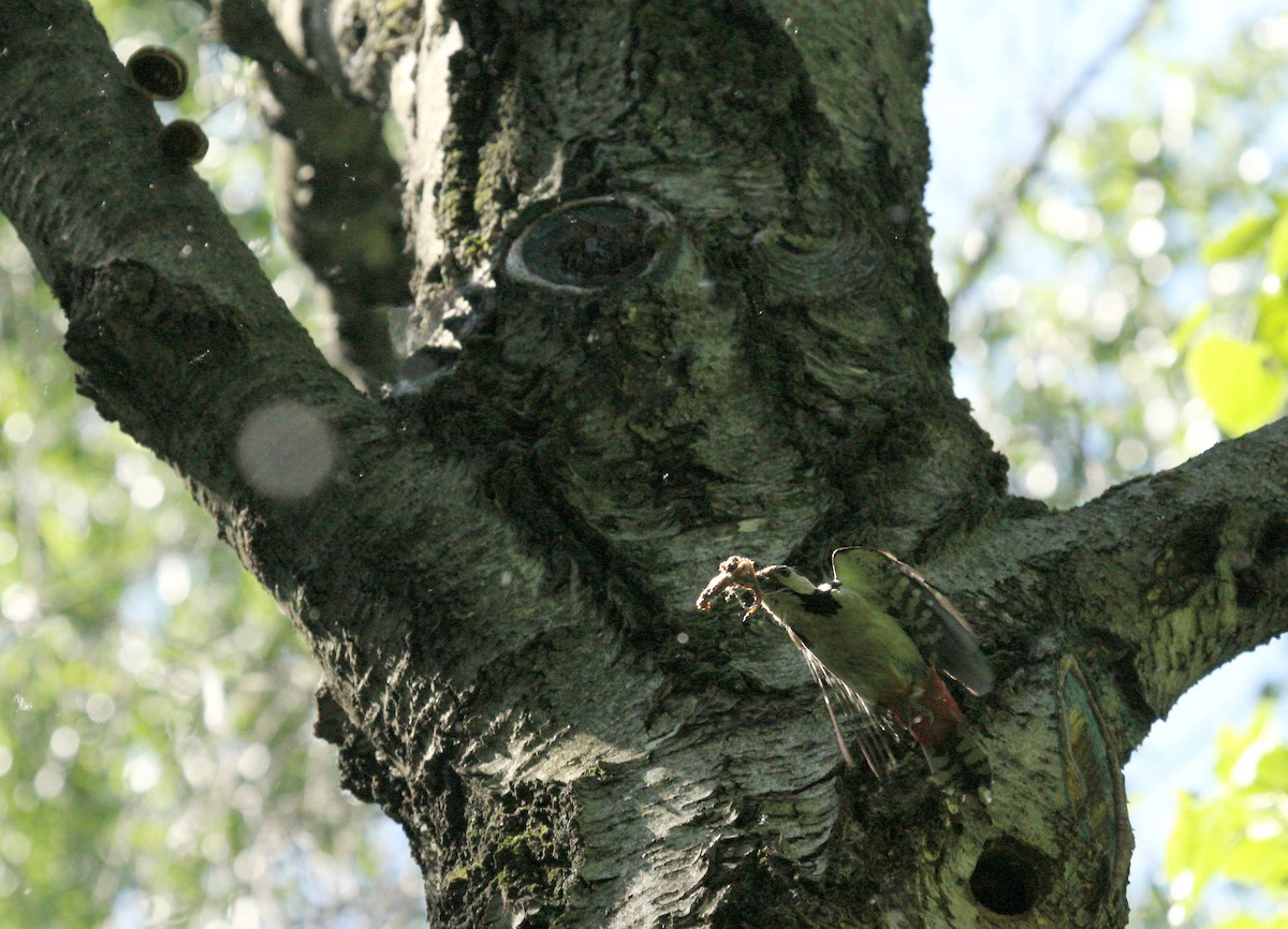 Great Spotted Woodpecker - ML44584371